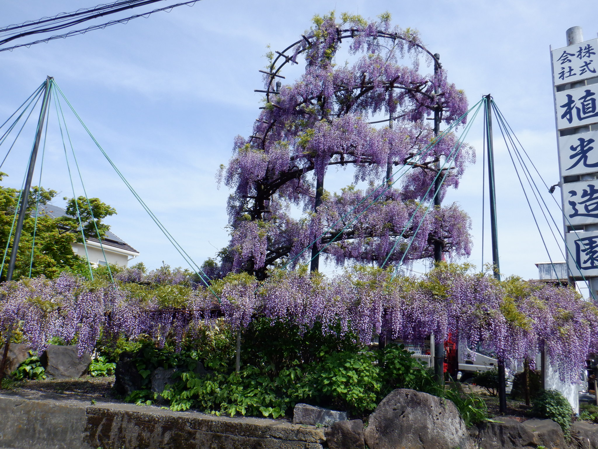 植光造園(21)藤棚20230421.jpg